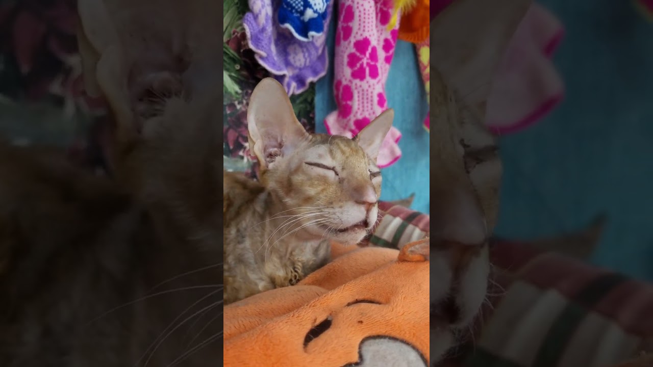 Cornish Rex cat in meditation...  🙏🙏🙏