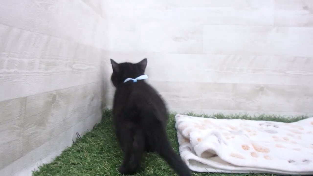 00599079 ボンベイ