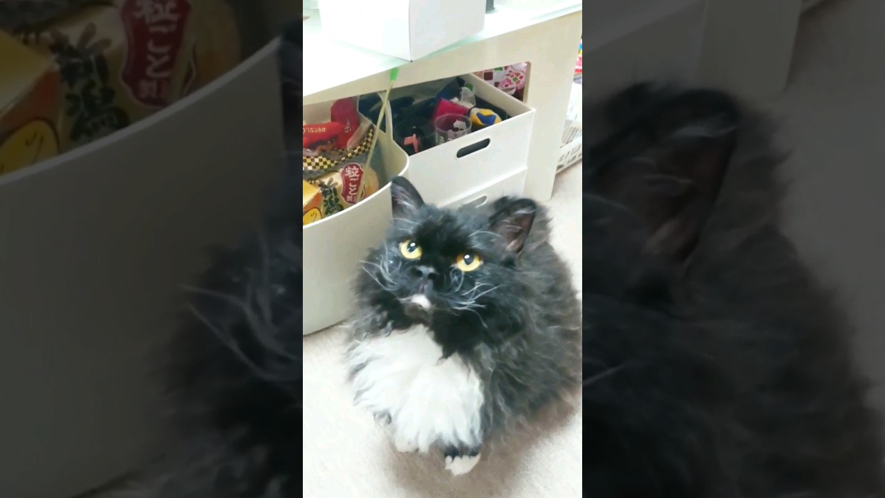 #shorts #short #shortvideo #gatos #gatto #selkirkrex  #cat #猫 #セルカークレックス