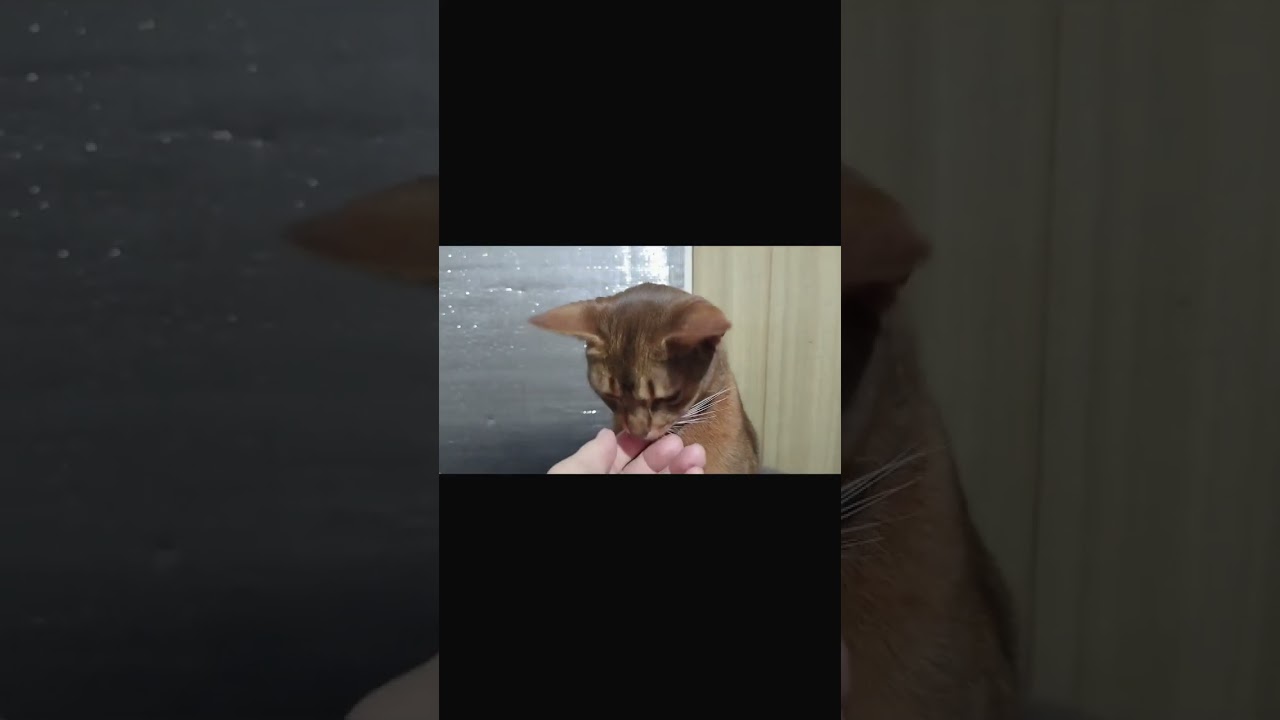 ネコ動画あび＃399　#shorts　あびの毎日　アビシニアン　あび
