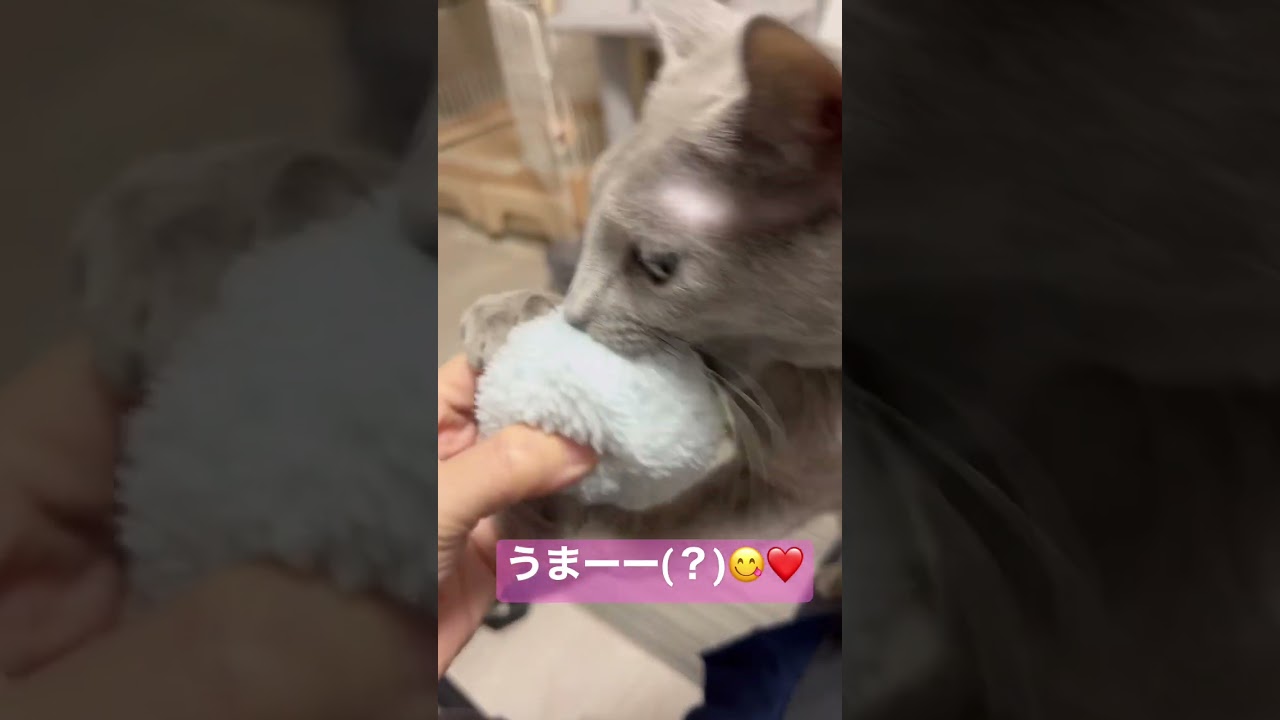 バレンタインデー#ロシアンブルー #猫 #catcute #子猫 #兄弟猫 #バレンタインデー