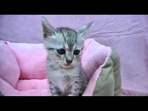 エジプシャンマウちゃんたち