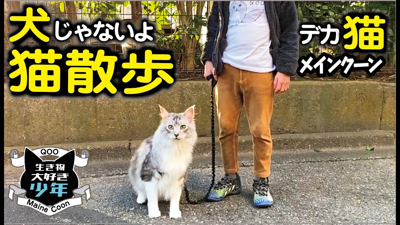 【メインクーン】大型猫のドキドキ猫散歩。犬と間違えられる？