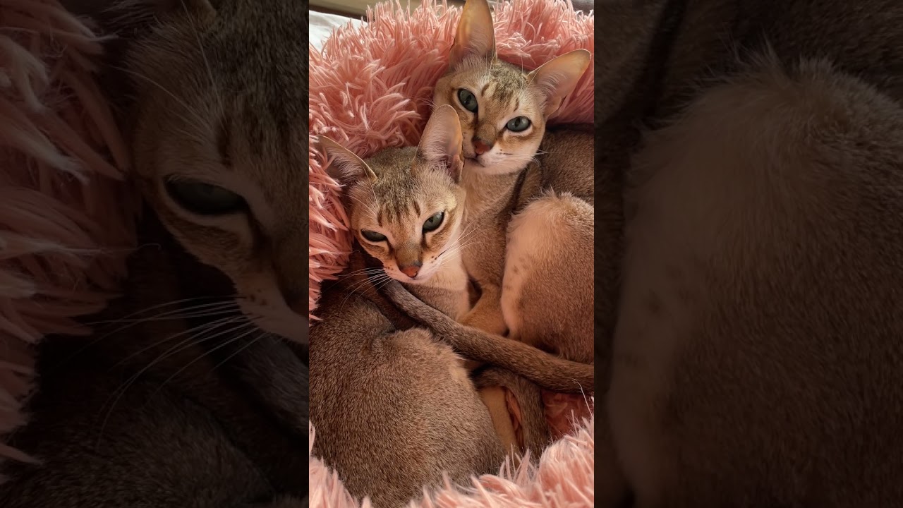 愛猫 シンガプーラのモカ＆きなこ 仲良くクッションに