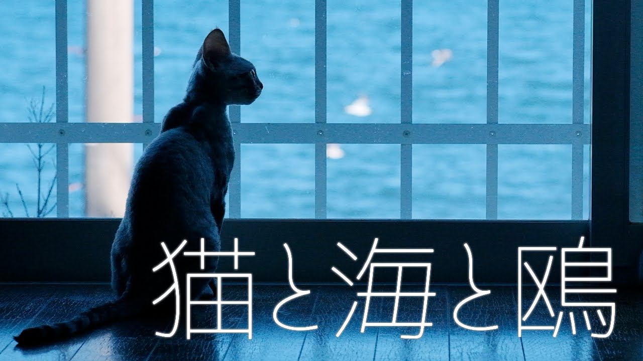 鴎を見る子猫／デボンレックス