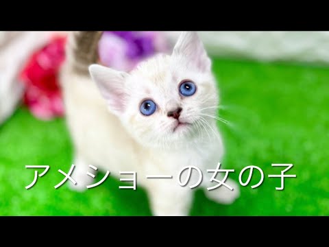 アメリカンショートヘアの子猫　（中之島）