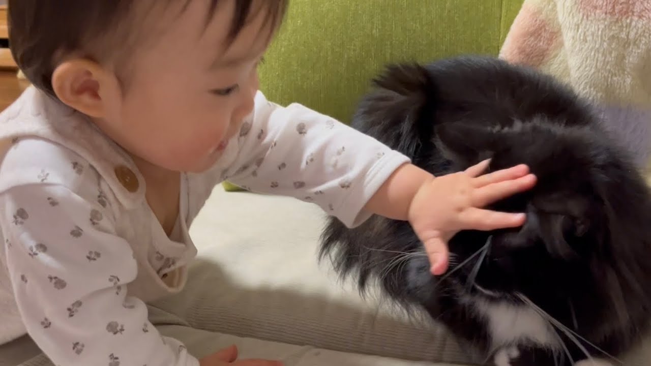 赤ちゃんには何をされても怒らない猫　ラガマフィン　A cat that doesn't get angry no matter what a baby does