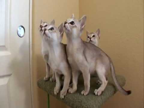 猫 101 アニマル プラネット - シンガポール ** 高品質 **