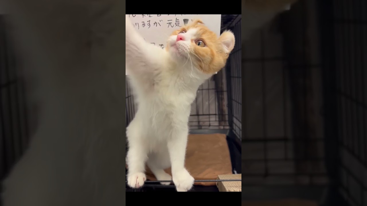 里親を希望される方がいらっしゃいません😭アメリカンカール女の子　お誕生日22.10.20 里親応募は、⇨ホームページからでお願い致します🙇‍♀️#里親募集中子猫アゴはネコ #保護猫 #子猫