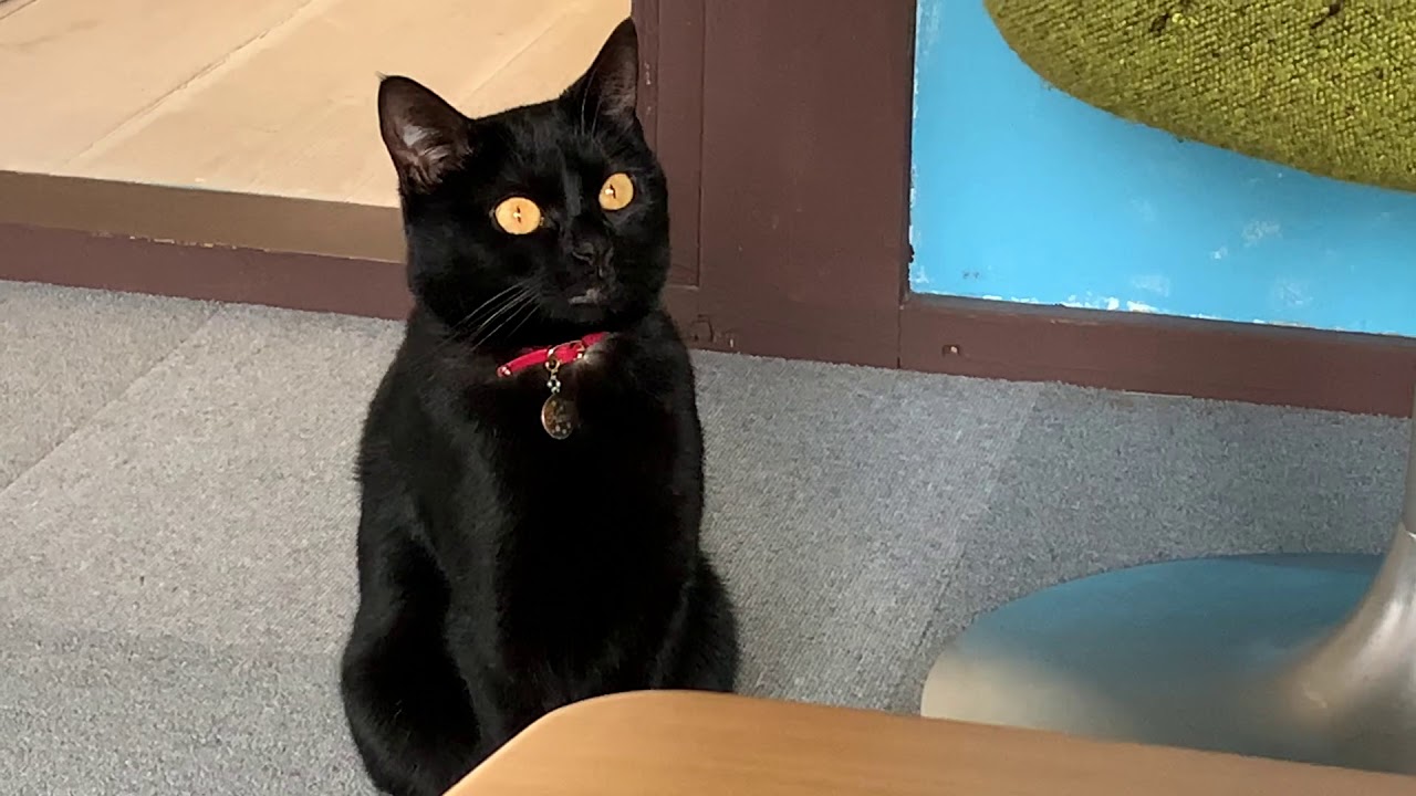 4匹の黒猫ボンベイファミリー☆今日の1日☆主役は母猫ベニスと子猫のハナ