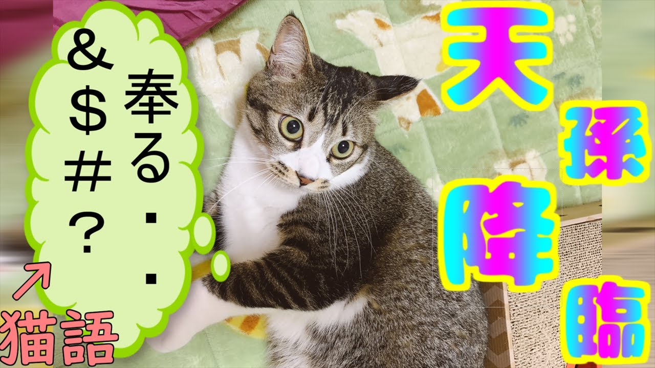猫【日本猫ミックス】天孫降臨！神の名を持つ猫。とてもカワイイ元気な暴れん坊将軍