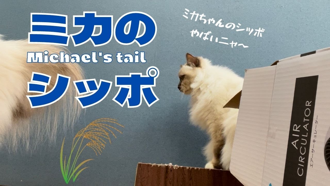 ブラッシング嫌いのバーマン猫【ミカのシッポ】Michael's tail（バーマン猫）Birman/Cat