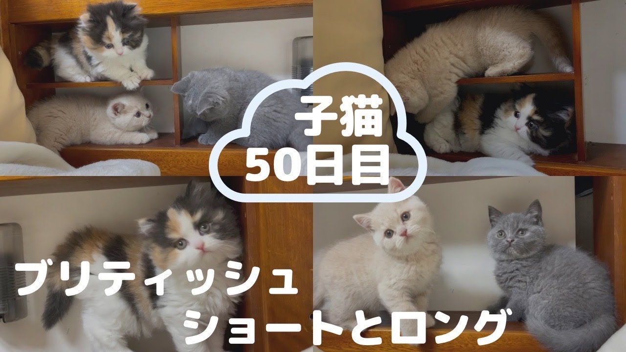 【ブリティッシュ子猫50日】ショートヘアとロングヘアの兄妹
