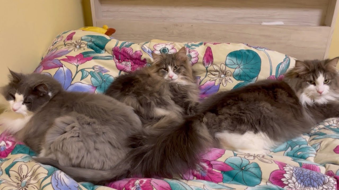 【勧誘？】仲良しノルウェージャンフォレストキャットの集会www