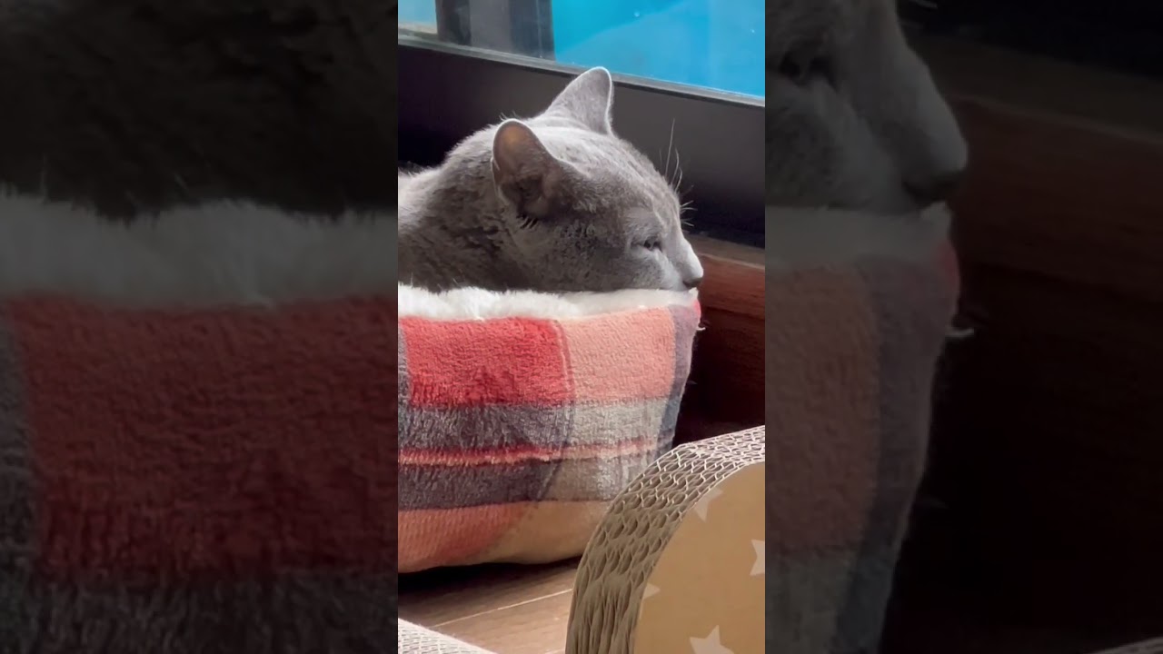 【ロシアンブルー】まったり寛ぐめろんです😌【猫】#shorts