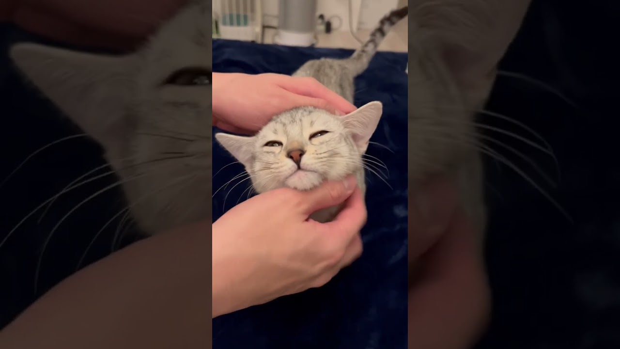 🤤 #cat #shorts #shortvideo #猫 #エジプシャンマウ