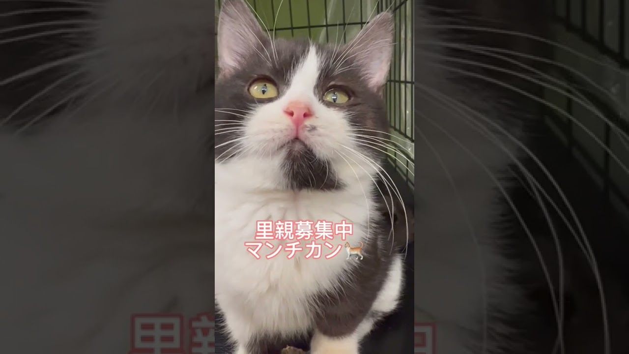 #里親募集中 #マンチカン　#子猫保護  アゴはネコ