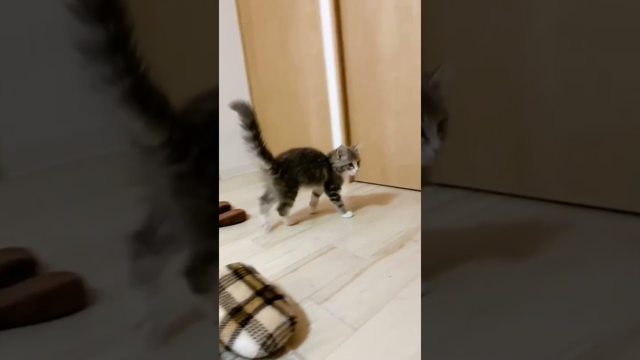 鏡に挑んだ結果🐾 【ノルウェージャンフォレストキャット】 #norwegianforestcat #こねこ #ノルウェージャンフォレストキャット