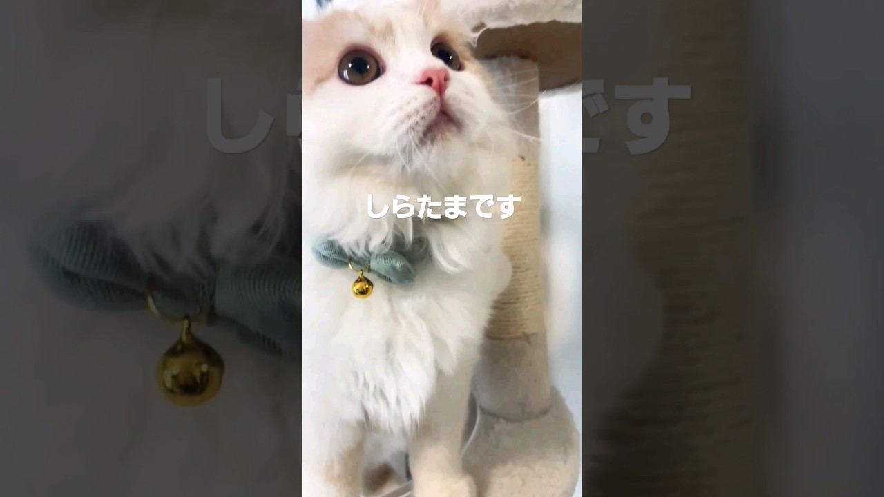 【これなに？】しらたまです#ラガマフィン #猫動画 #shorts #cat