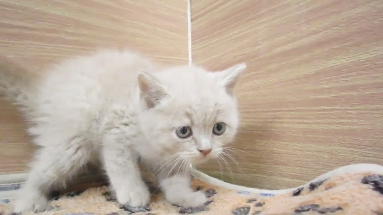 Coo&RIKU　No00606392 ブリティッシュショートヘアー