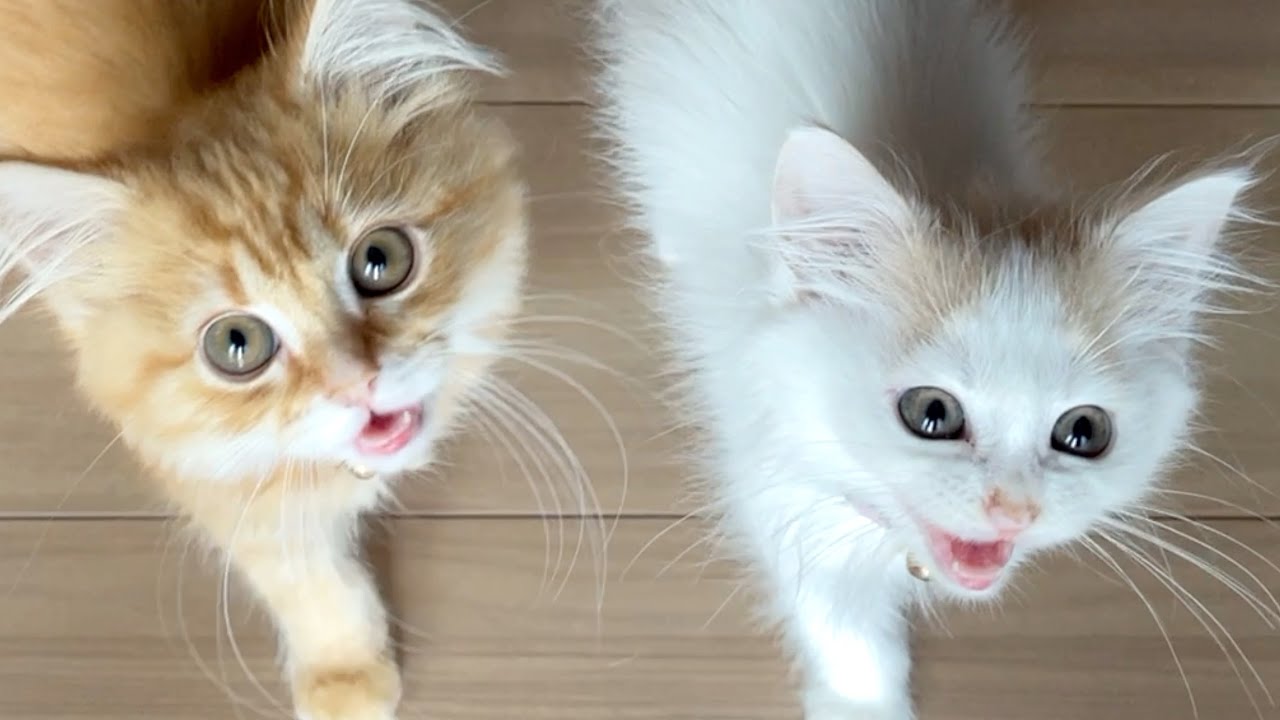 子猫のかわいい鳴き声を集めてみた【鳴き声特集】