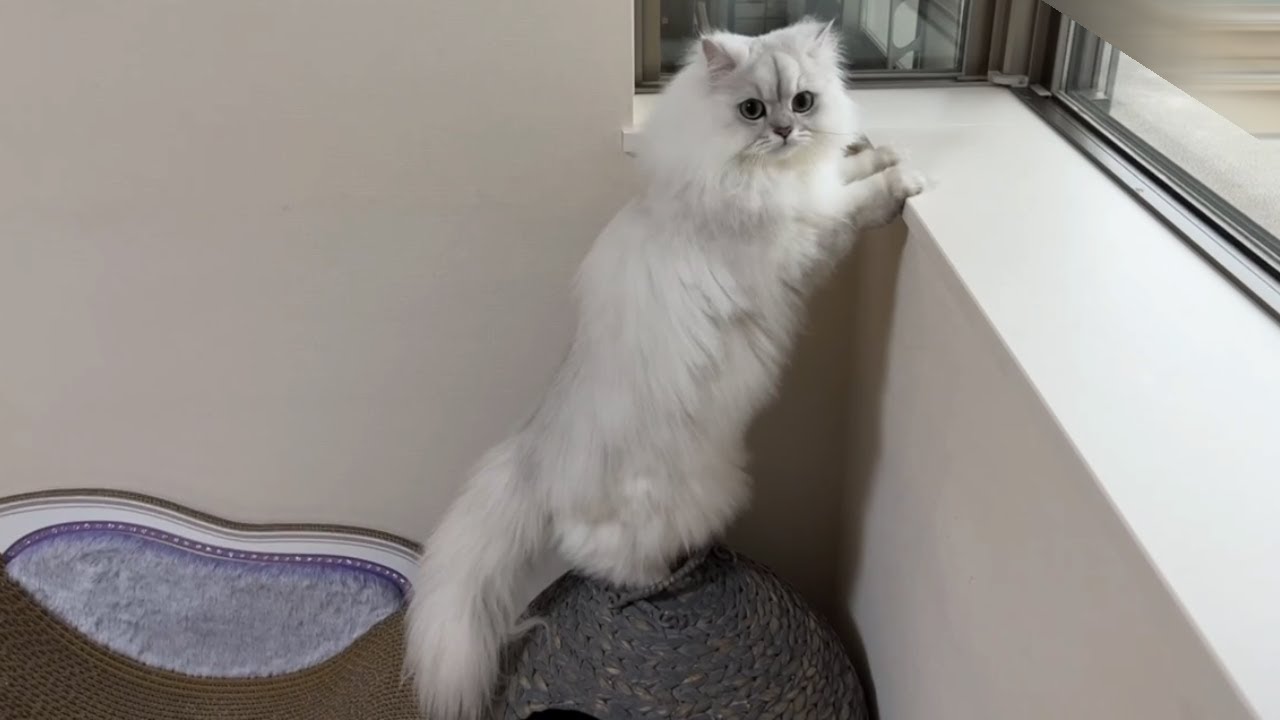 飼い主を見守りニャルソックする猫がかわいい！