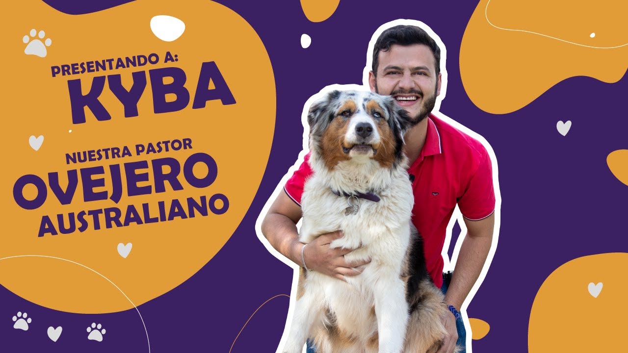 🐶 LES PRESENTO A KIVA; NUESTRA PASTOR OVEJERO AUSTRALIANO 🐶