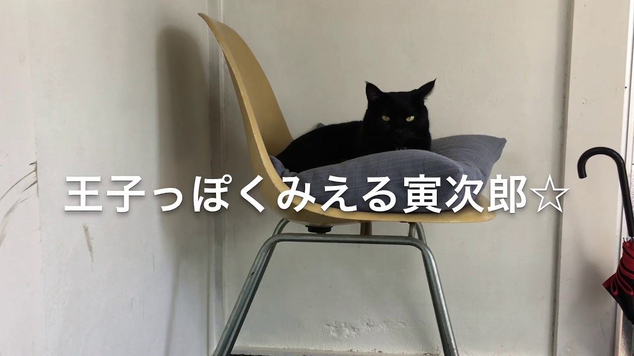 4匹の黒猫ボンベイファミリー☆にぎやかすぎる毎日☆