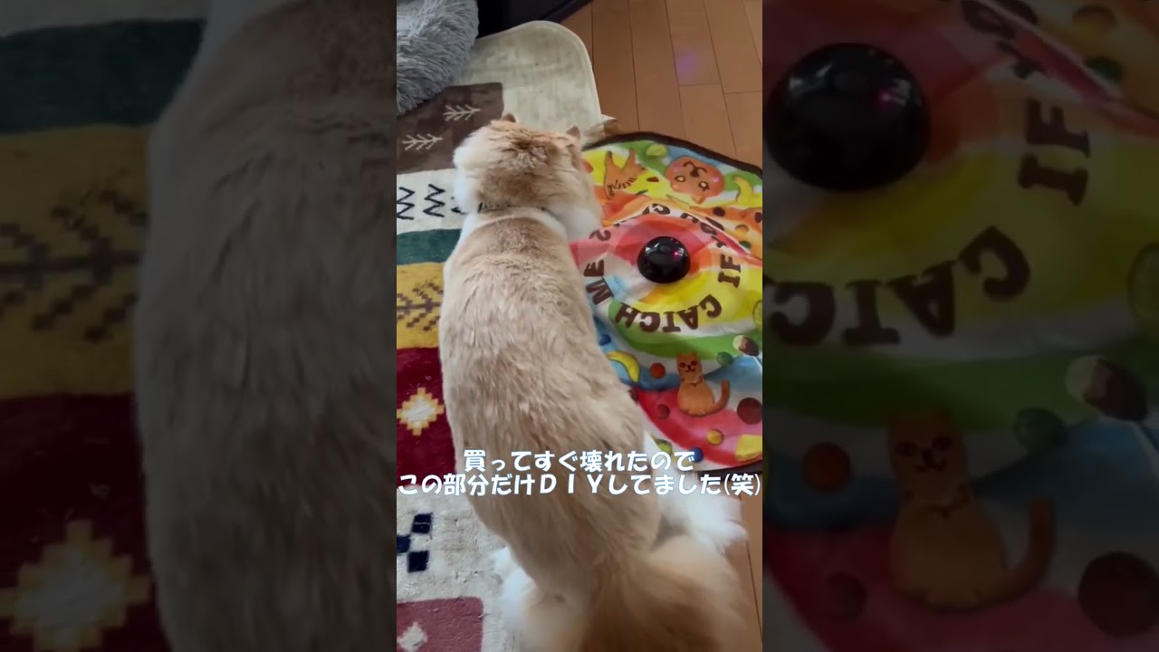 キャッチ・ミー・イフ・ユー・キャン2の棒 #shorts  #猫 #アメリカンカール #cat