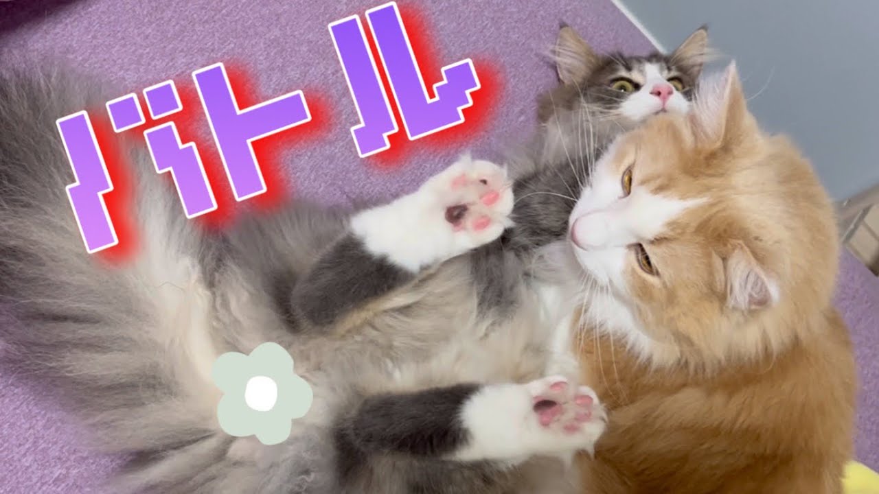 【バトル!】ノルウェージャンフォレストキャットたちのバトルがかわいい💕