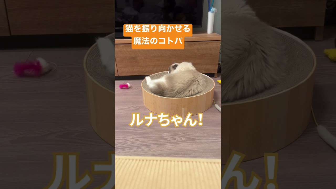 【ラグドール】猫を振り向かせる魔法のコトバ #猫 #cat #ragdoll #ラグドール #ハチワレ #猫のいる暮らし #ネコ #ちゅーる #shorts