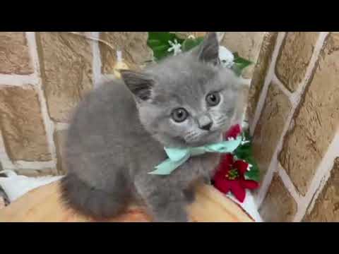 148515　ブリティッシュショートヘアー