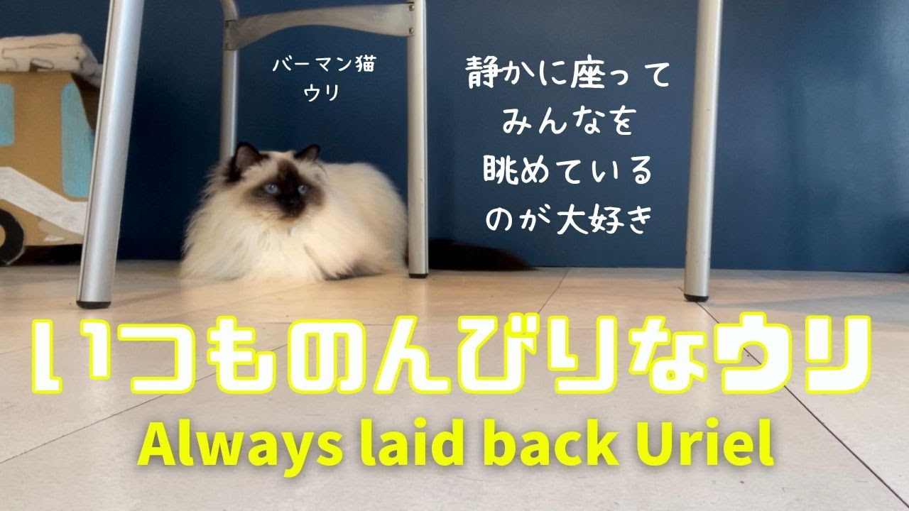 バーマン猫ウリとミカ【いつものんびりなウリ】Always laid back Uriel（バーマン猫）Birman/Cat