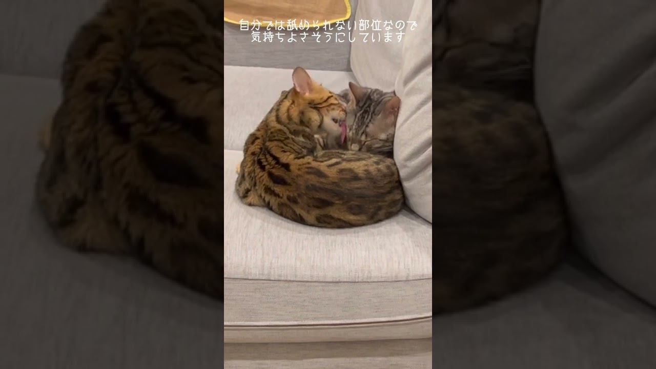 「カッ」って怒る猫
