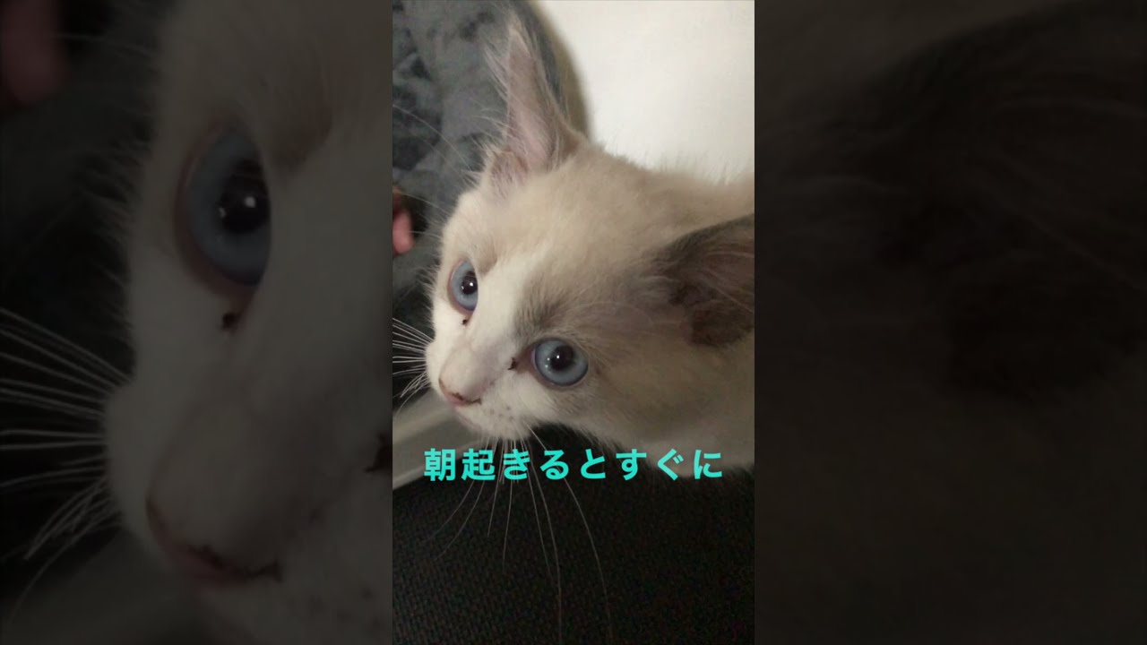 朝ご飯をおねだりしてくるラグドール子猫がかわいすぎる