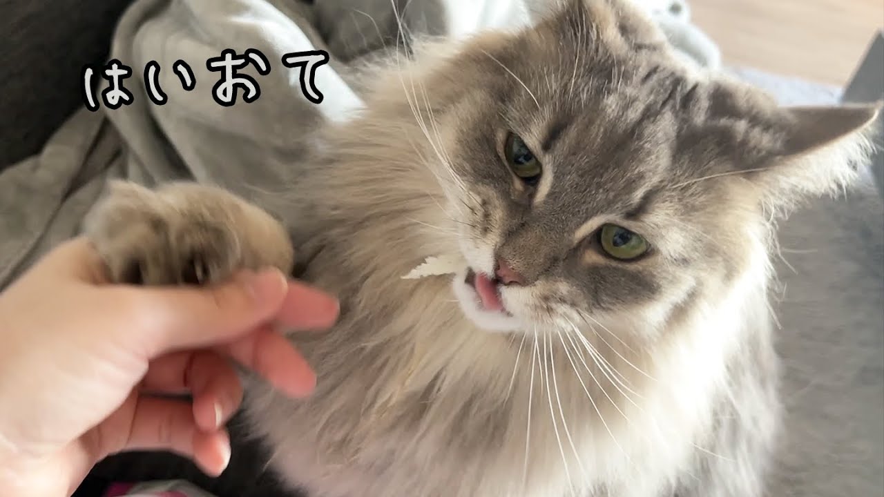 猫とお手の練習をしました！ノルウェージャンフォレストキャット