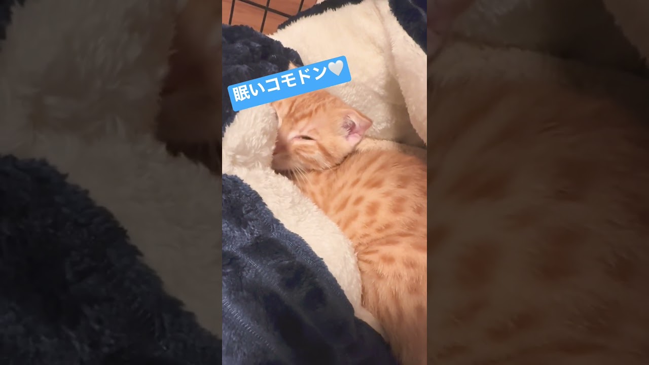 癒されるふみふみ🤍#キンカロー #子猫 #猫 #猫のいる暮らし #cat #ふみふみ #おやすみ