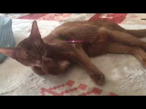 アビシニアンレッドくんに幸せ時間いただきました【波動上がる猫動画】【cat movie】