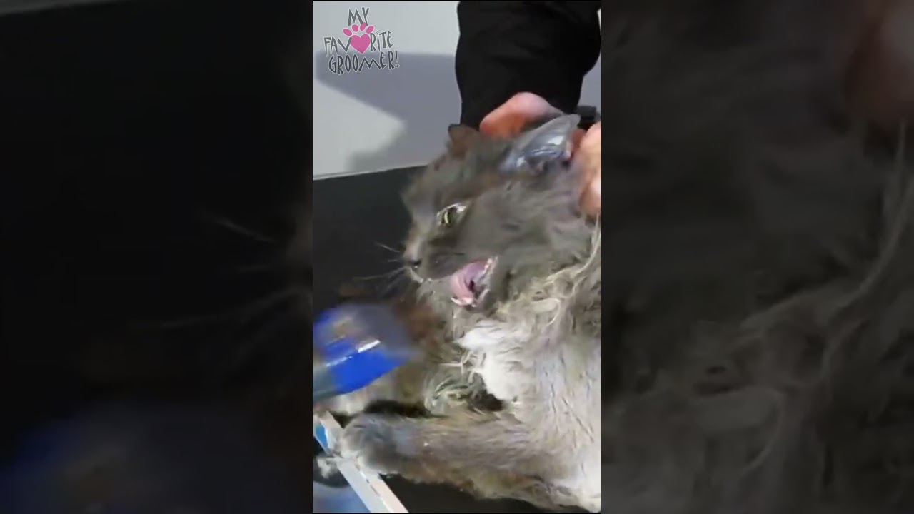 Cat Attacks Groomer