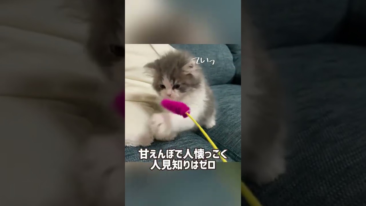 我が家の天使をご紹介します【ラガマフィン】