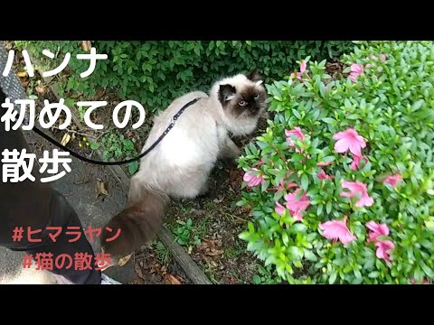 ハンナ初めての散歩【猫の散歩】【ヒマラヤン】Walking the cat(Himarayan)