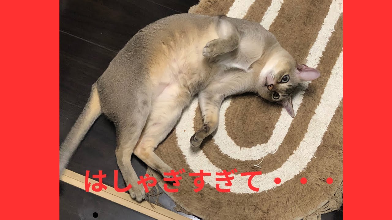 大興奮する猫　シンガプーラ
