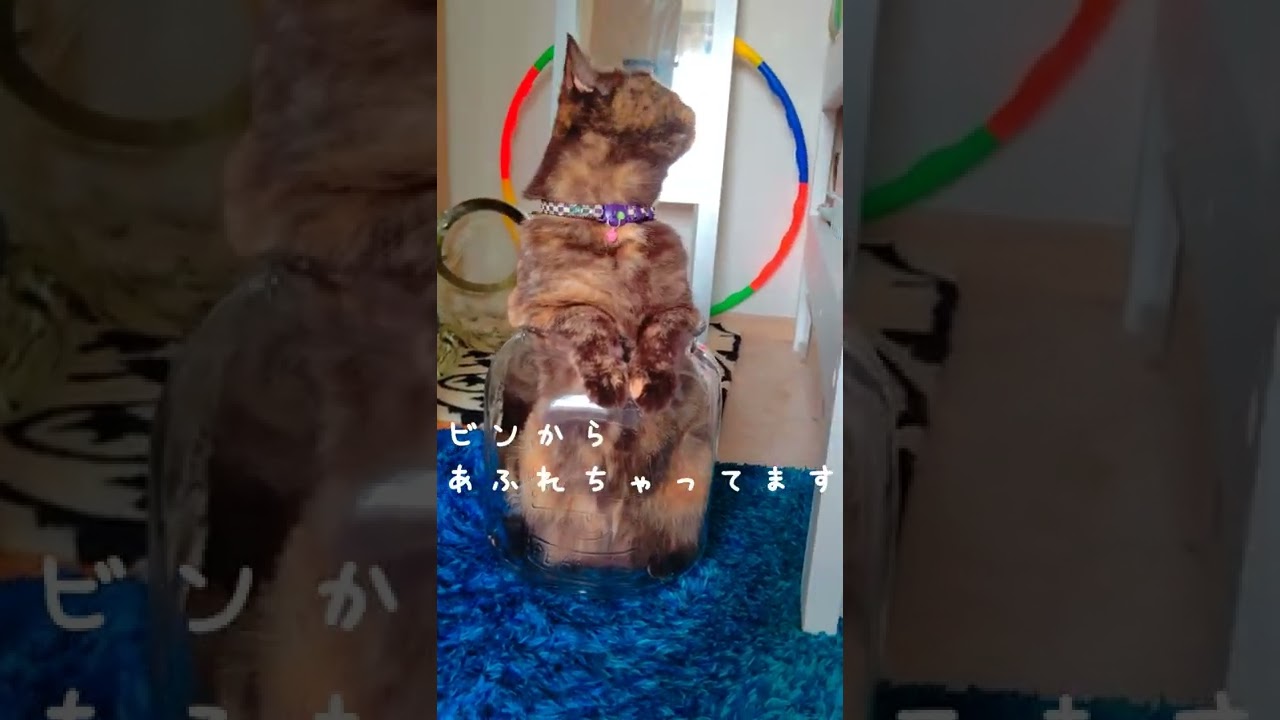 瓶に入ってニャン立ち😻＃ブリティッシュショートヘア＃shorts