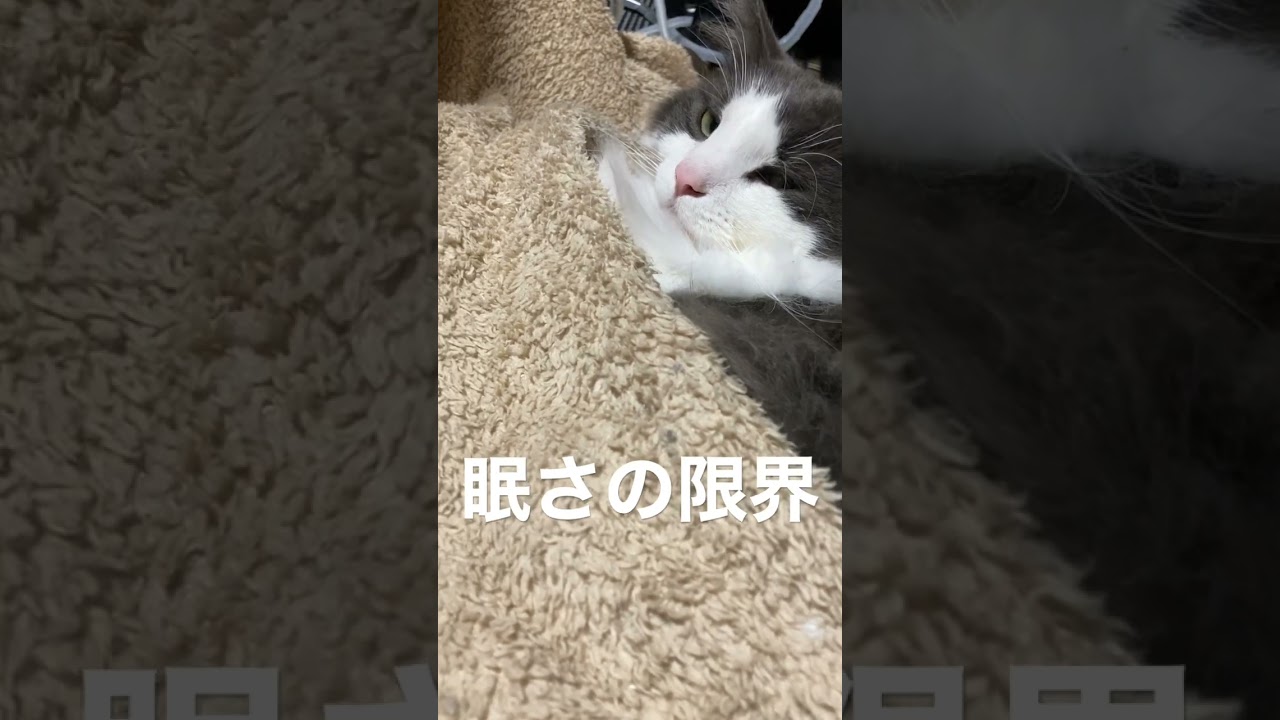 我慢するもつい寝てしまうノルウェージャンフォレストキャット #Shorts