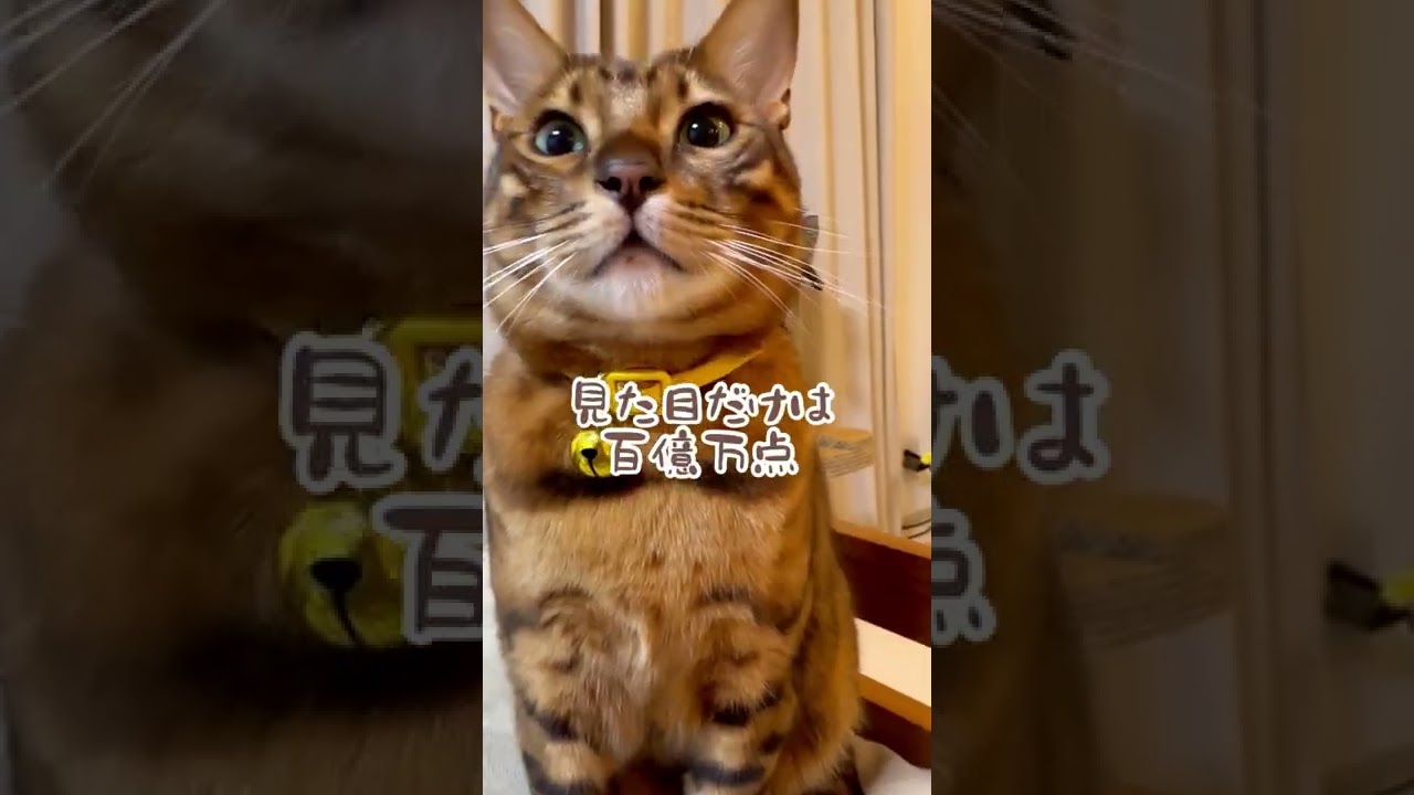 見た目だけは百億万点 #shorts