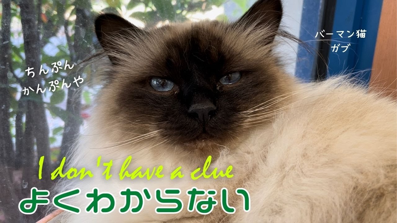 ちんぷんかんぷんやニャ【よくわからない】I don’t have a clue（バーマン猫）Birman/Cat