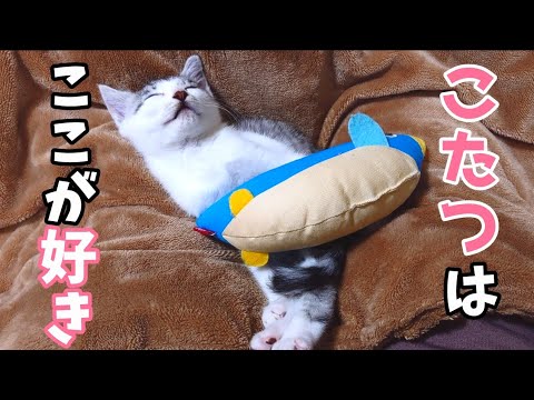 甘えん坊子猫がこたつの中に入らない理由がかわいいのです。