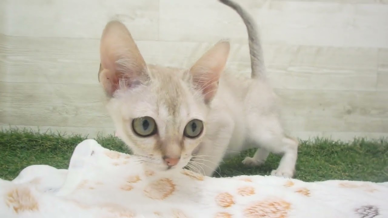 Coo&RIKU　No00618077 シンガプーラ