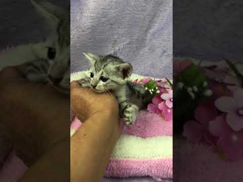 丈夫で、賢いとても飼いやすい、エジプシャン マウの女の子です。