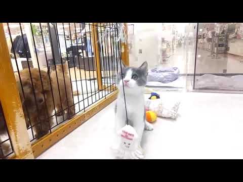 60367　ブリティッシュショートヘアー